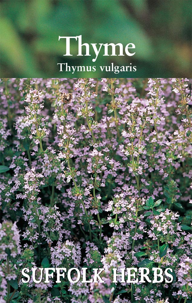 Herb - Thyme (Thymus vulgaris)