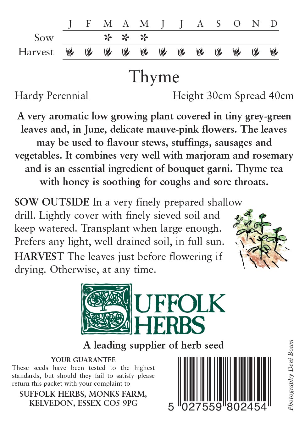 Herb - Thyme (Thymus vulgaris) - Image 2