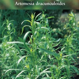 Herb - Russian Tarragon (Artemesia dracunculoides)