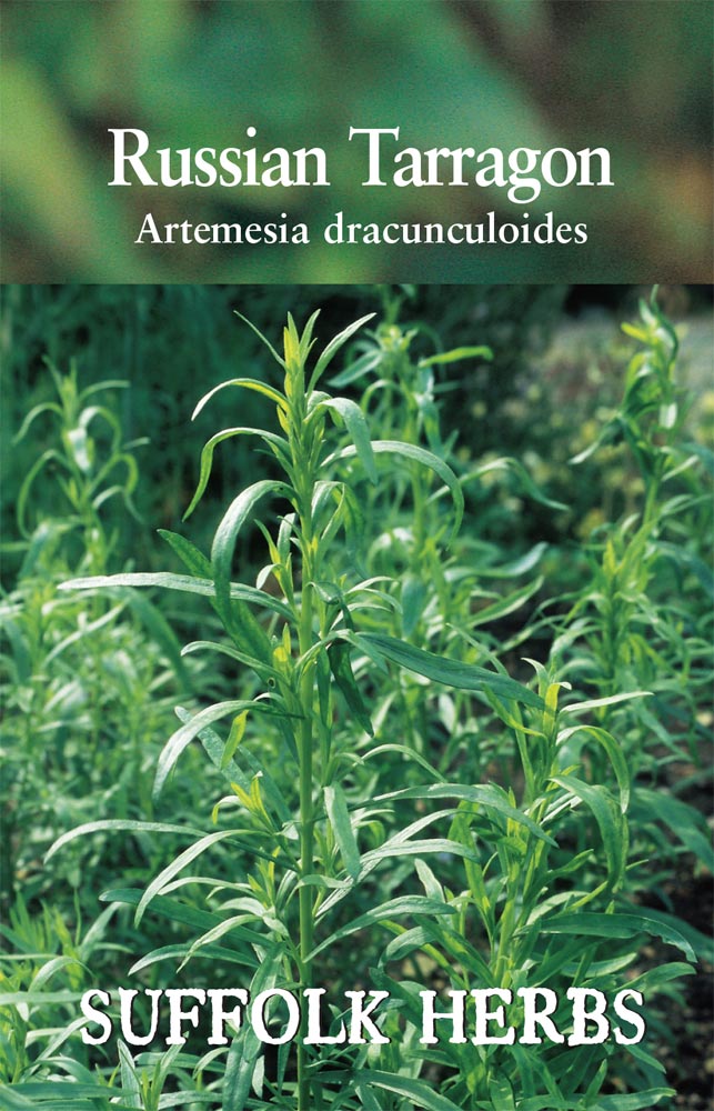 Herb - Russian Tarragon (Artemesia dracunculoides)