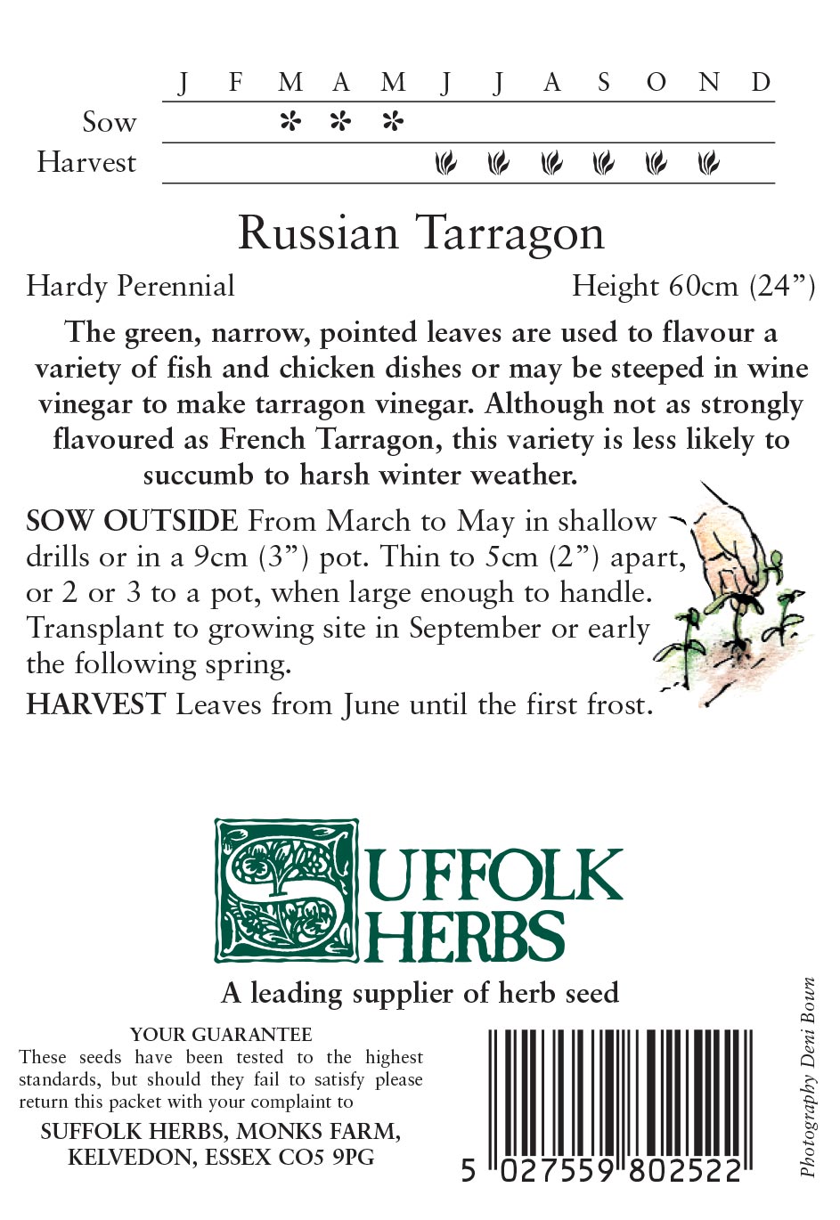 Herb - Russian Tarragon (Artemesia dracunculoides) - Image 2