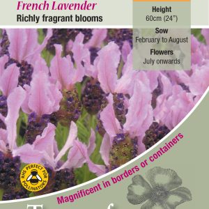 Lavender Stoechas (French Lavender) - HP