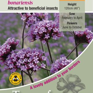 Verbena bonariensis - HP