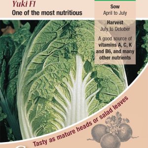 Cabbage - Chinese Yuki F1