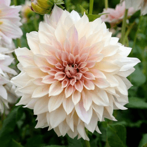 Dahlia - Café au Lait (Loose Tuber)