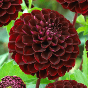 Dahlia - Dark Spirit (Loose Tuber)