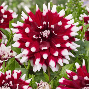 Dahlia - Duet (Loose Tuber)