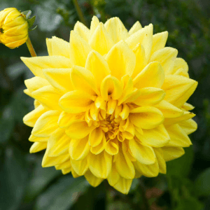 Dahlia - Golden Emblem (Loose Tuber)