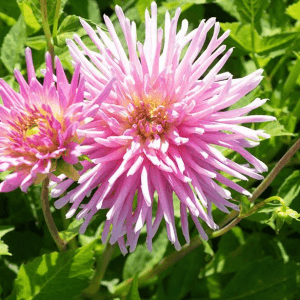 Dahlia - Park Princess (Loose Tuber)