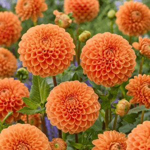 Dahlia - Sylvia (Loose Tuber)