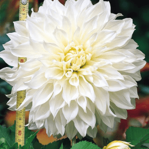 Dahlia - White Perfection (Loose Tuber)