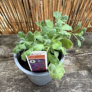 Aubrieta 'cascade' mixed 9cm single plant