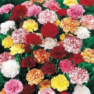 Carnation 'hardy border mixed' 5 plug plants