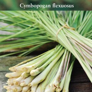 Herb - Lemon Grass - East Indian (Cymbopogan flexuosus)