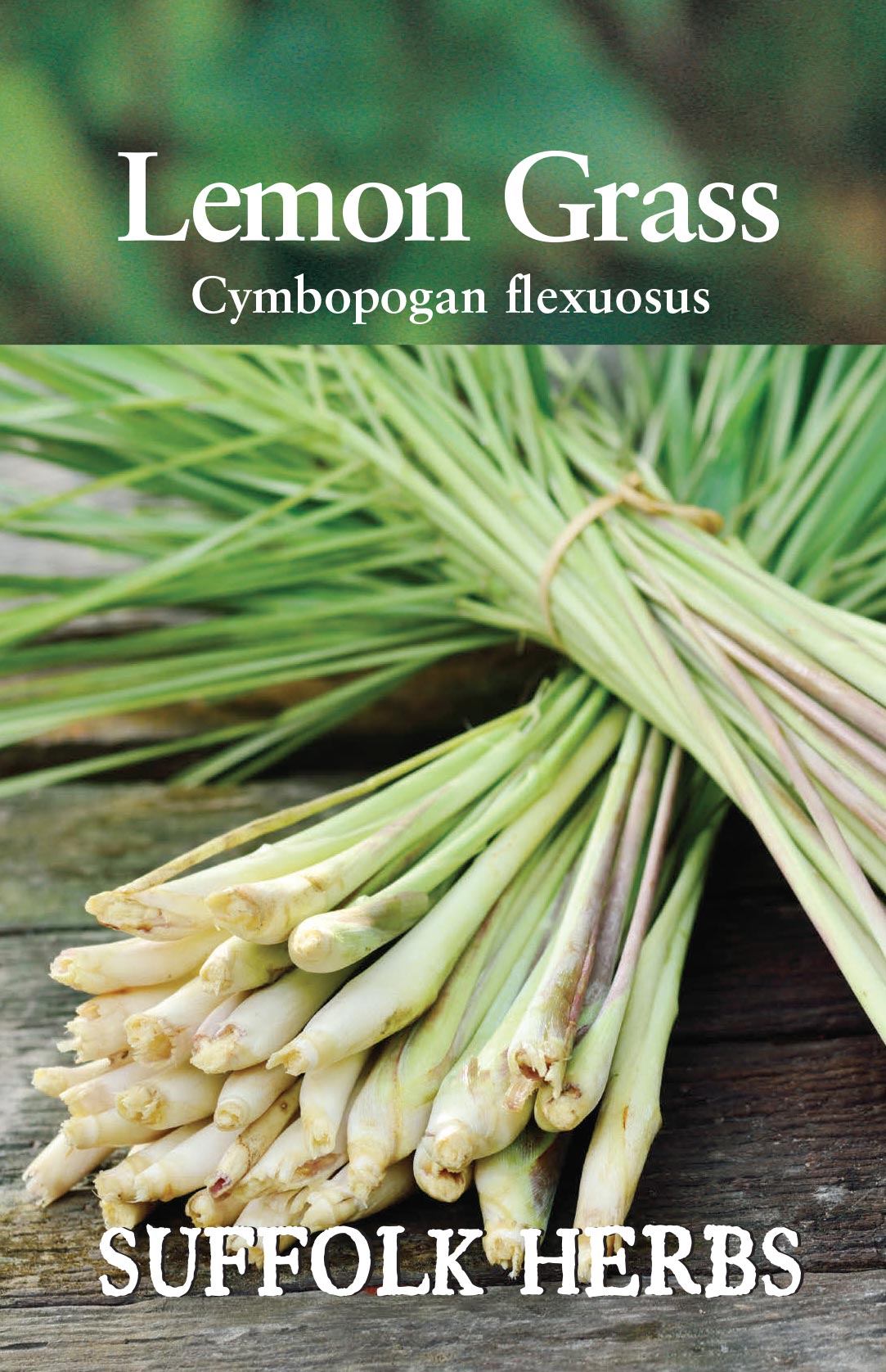 Herb - Lemon Grass - East Indian (Cymbopogan flexuosus)