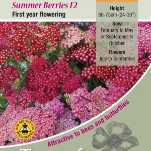 Achillea 'Summer Berries F2' - HP