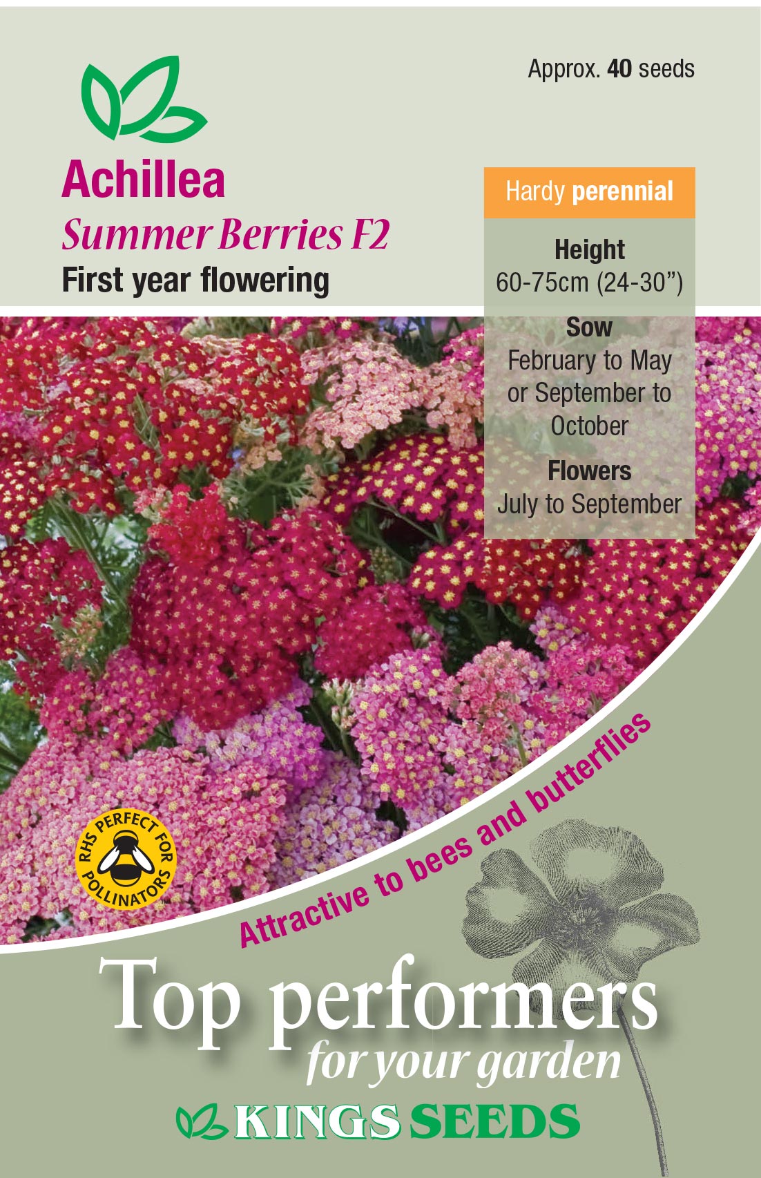 Achillea 'Summer Berries F2' - HP