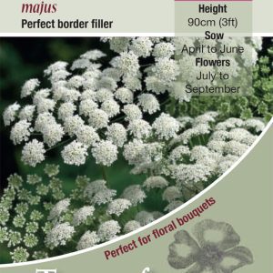 Ammi majus - HA