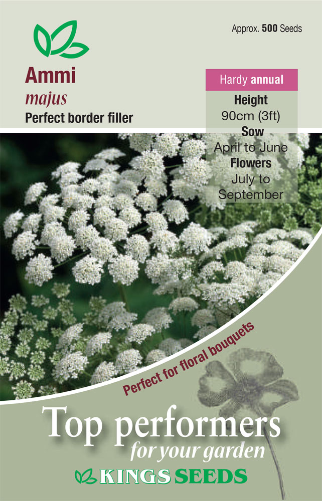 Ammi majus - HA