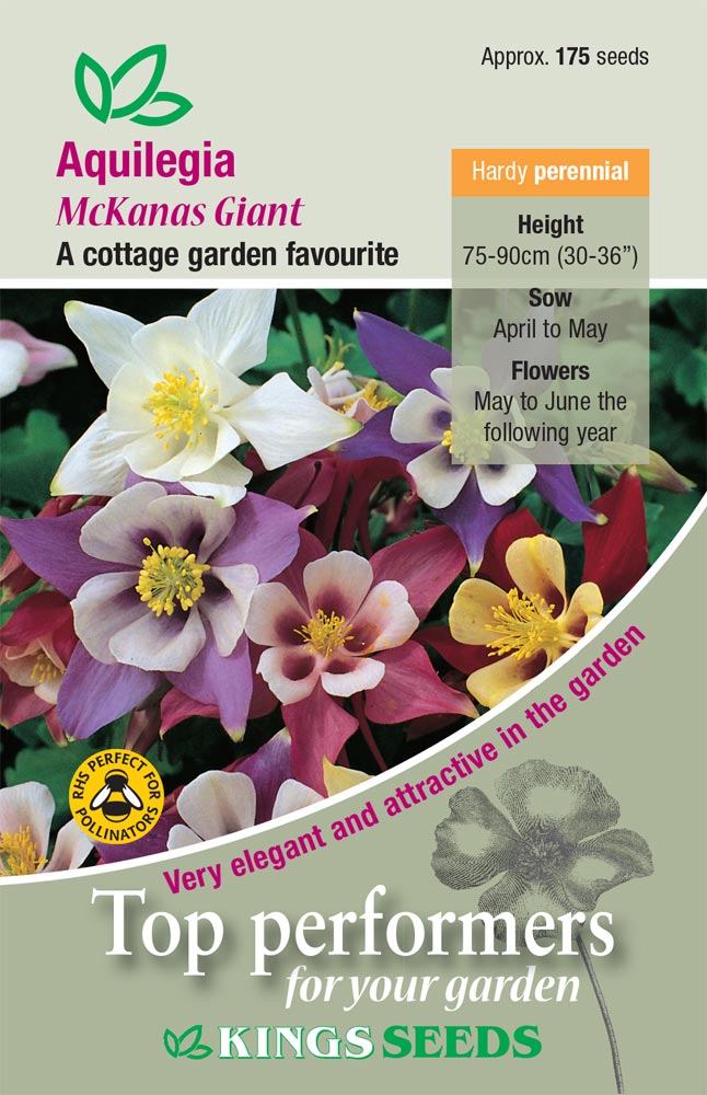 Aquilegia 'McKanas Giant' - HP
