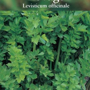 Herb - Lovage (Levistcum officinale)