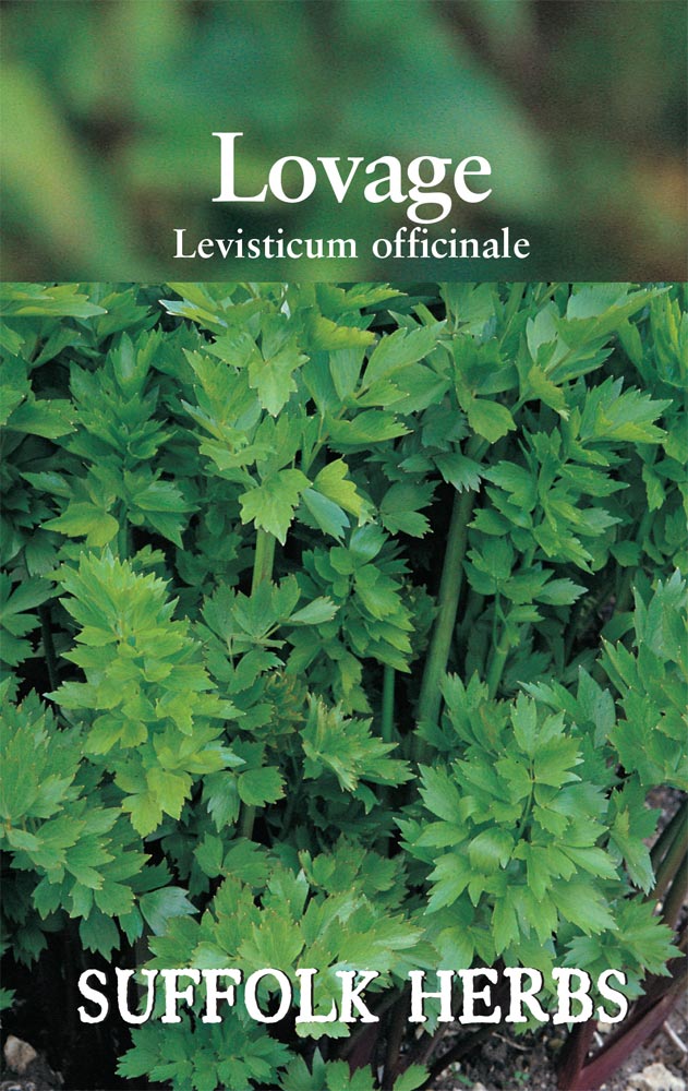 Herb - Lovage (Levistcum officinale)