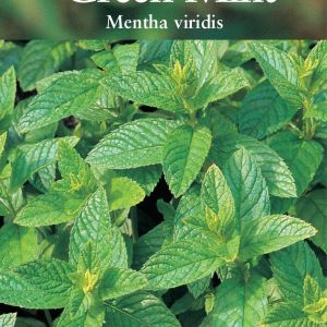 Herb - Green Mint (Perennial) - (Mentha viridis)