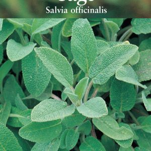 Herb - Sage (Salvia officinalis)