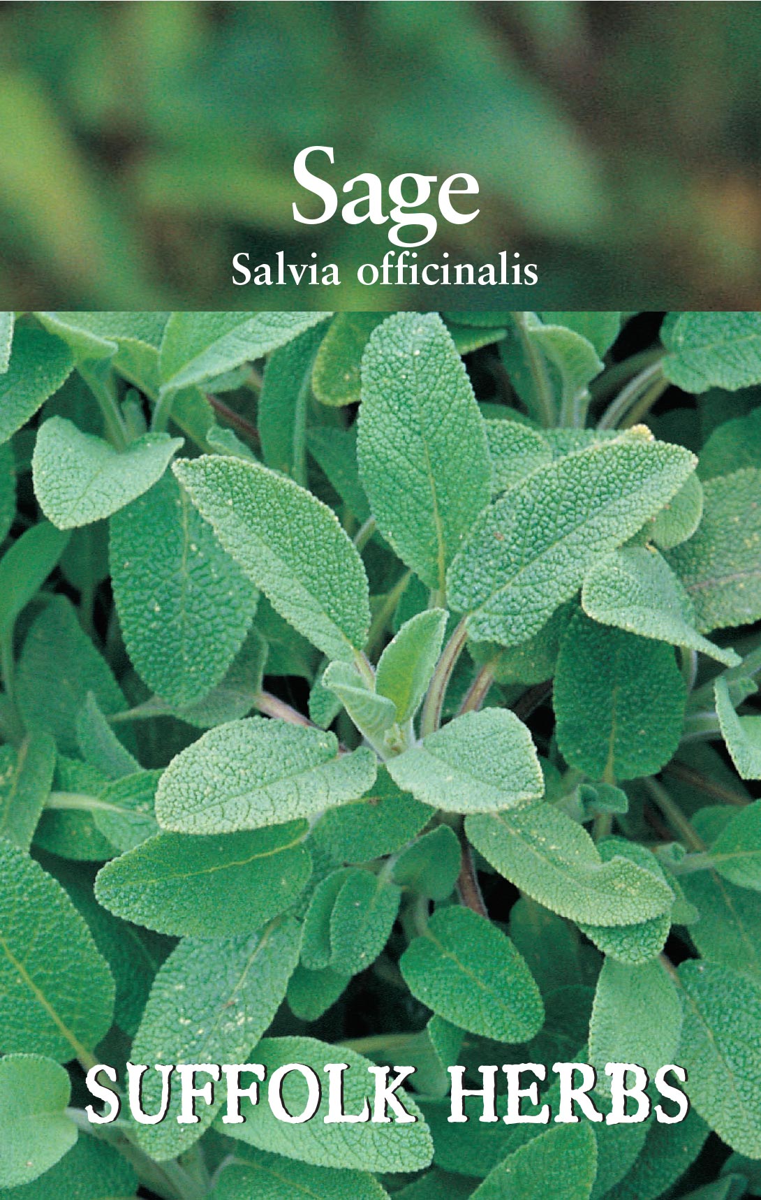 Herb - Sage (Salvia officinalis)