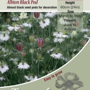 Nigella Albion Black Pod - HA