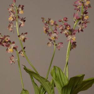 Calanthe, Hardy Garden Orchid