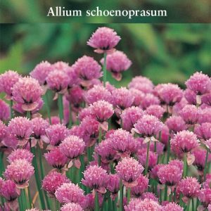 Herb - Chives (Perennial) - Allium schoenoparsum