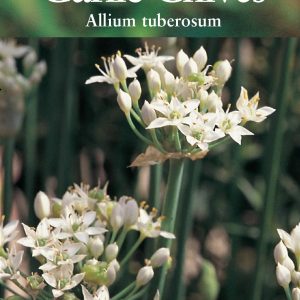 Herb - Garlic Chives - (Allium tuberosum)