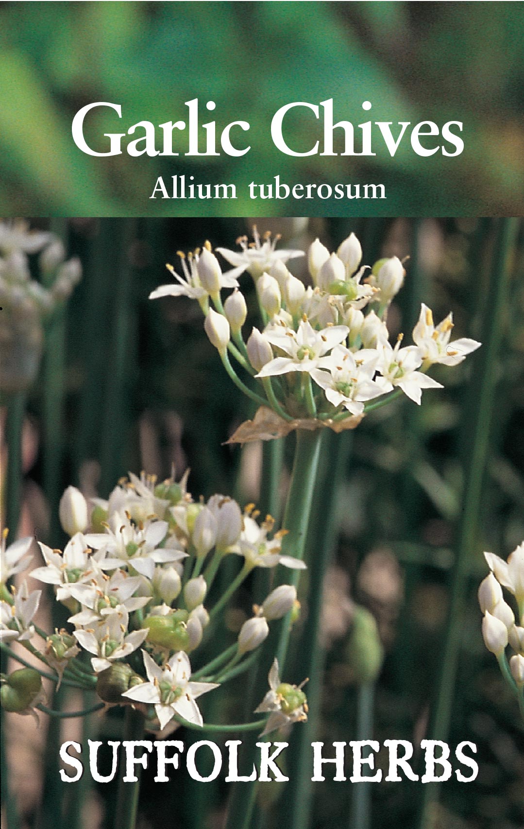 Herb - Garlic Chives - (Allium tuberosum)