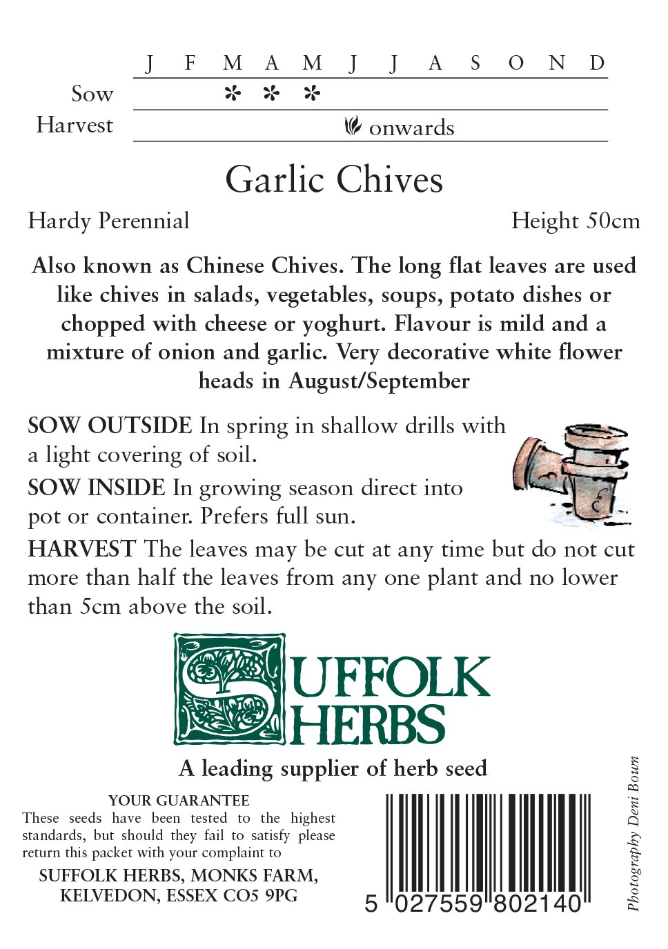 Herb - Garlic Chives - (Allium tuberosum) - Image 2