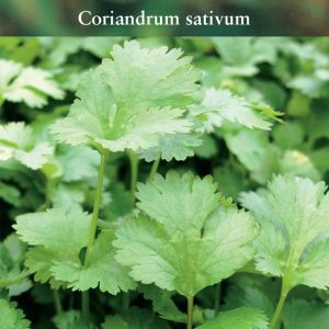 Herb - Coriander - (Coriandrum sativum)