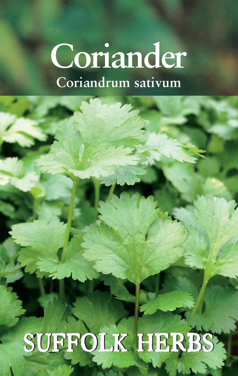 Herb - Coriander - (Coriandrum sativum)