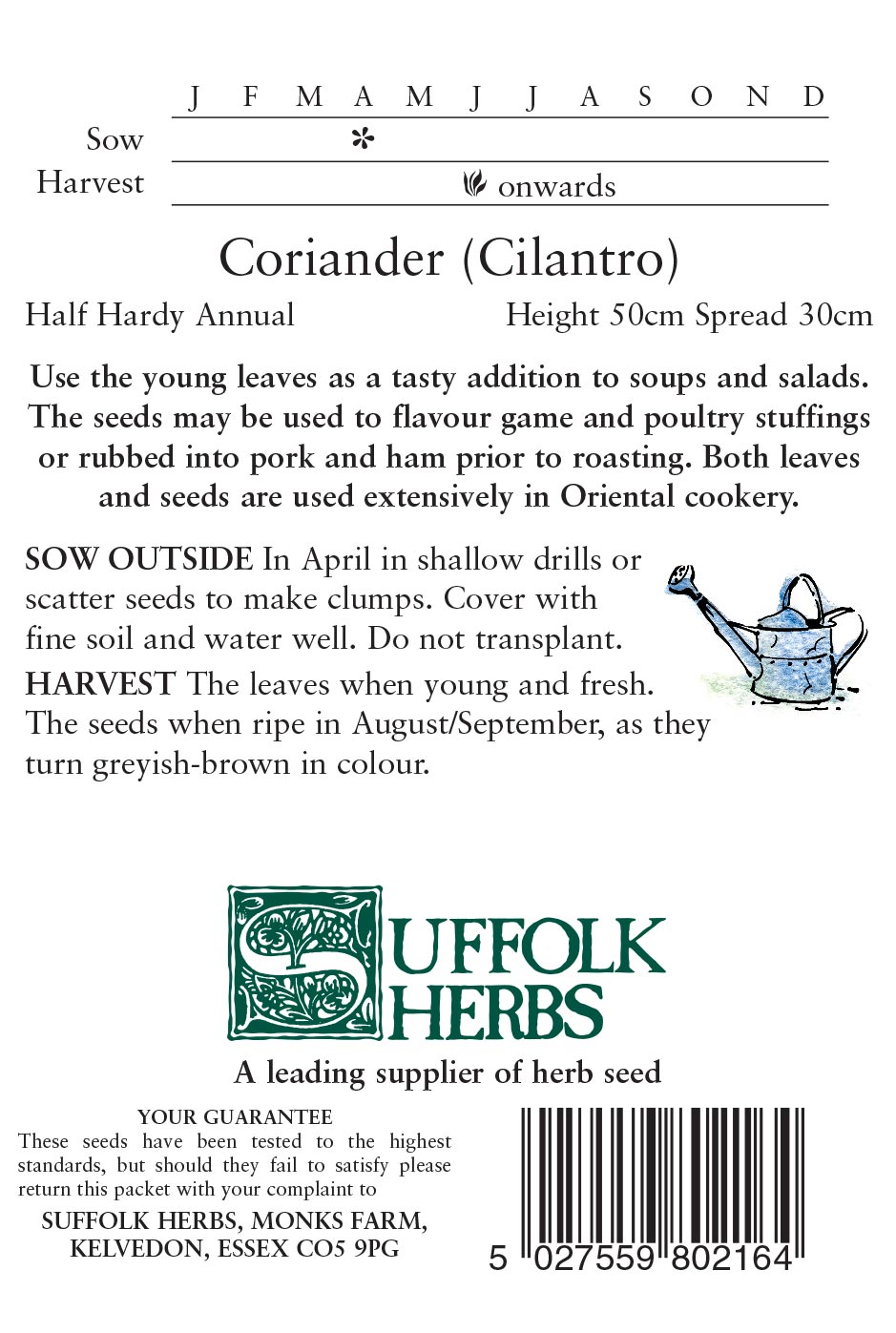 Herb - Coriander - (Coriandrum sativum) - Image 2