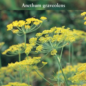 Herb - Dill (Annual) - (Anethum graveolens)