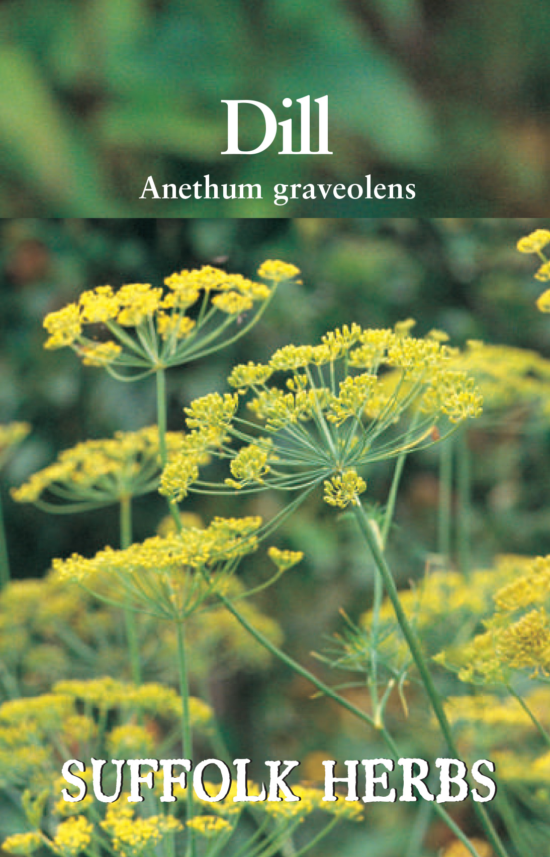 Herb - Dill (Annual) - (Anethum graveolens)