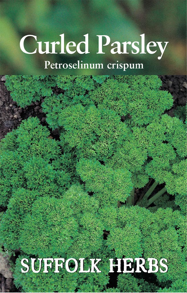 Parsley Curled (Petroselinum crispum)