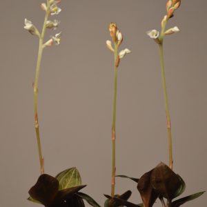 Ludisia Discolor, Jewel Orchid