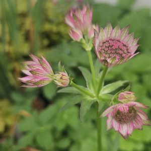 Astrantia 'Major Pink Pride'
