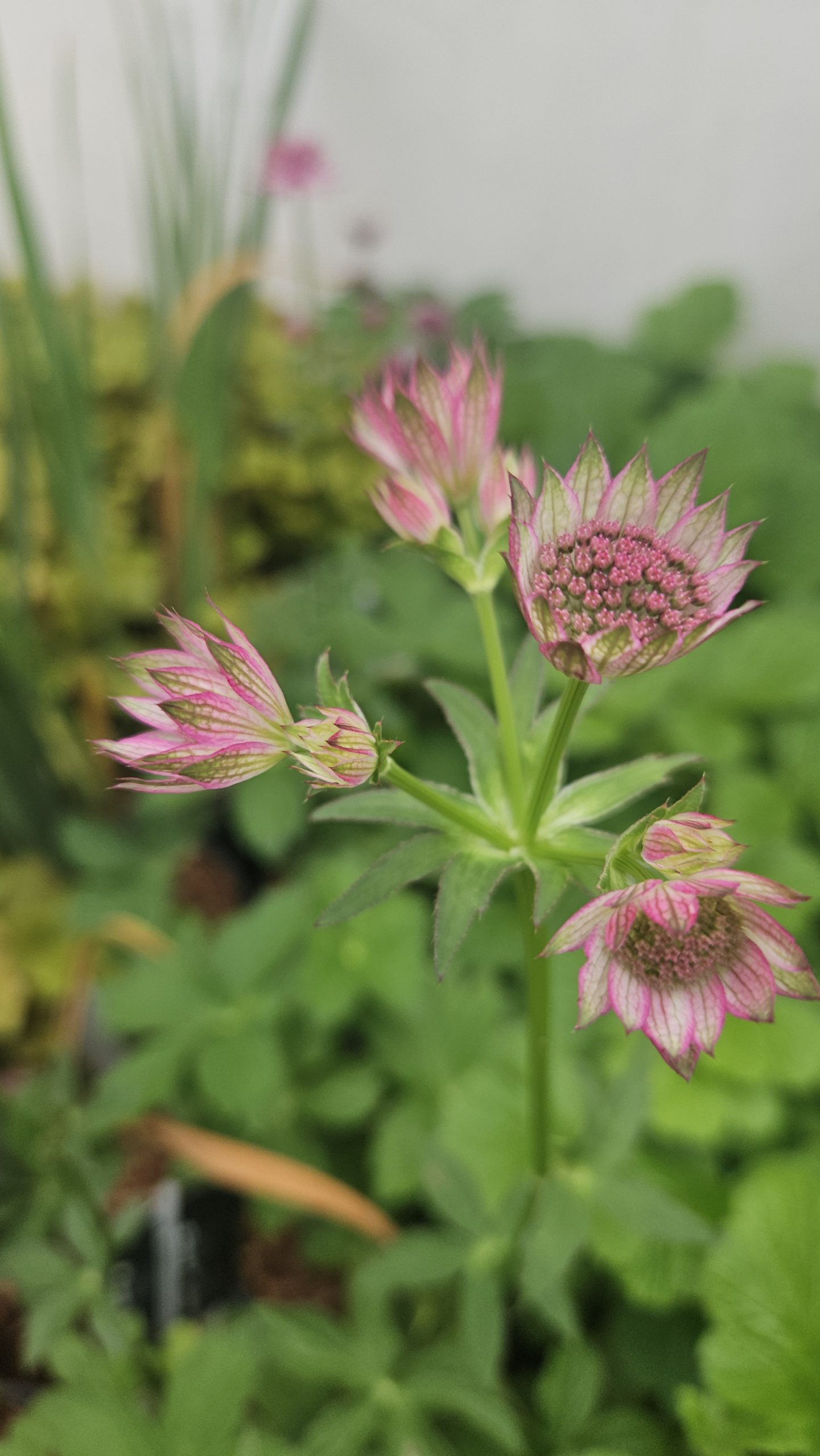 Astrantia 'Major Pink Pride'