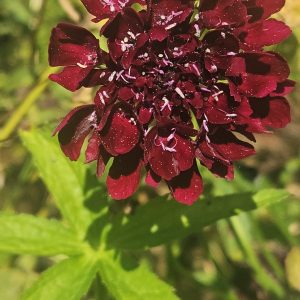 Astrantia 'Moulin Rouge'