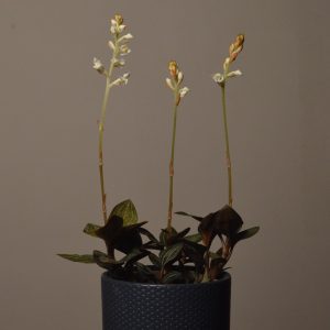 Ludisia Discolor, Jewel Orchid