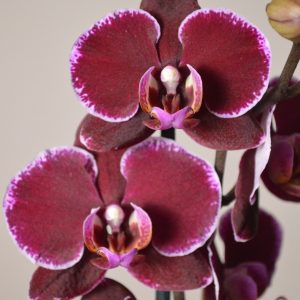 Montpellier, Phalaenopsis Orchid
