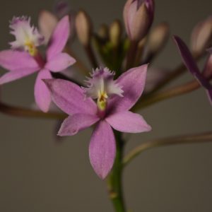 Miura Valley, Epidendrum Orchid