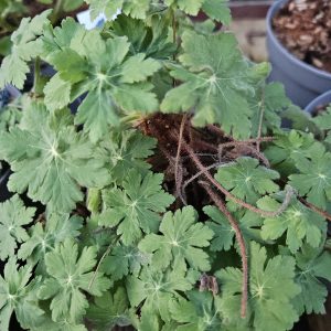 Geranium sanguinea 'Max Frei'