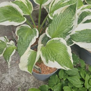 Hosta 'Patriot'